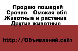 Продаю лошадей Срочно - Омская обл. Животные и растения » Другие животные   